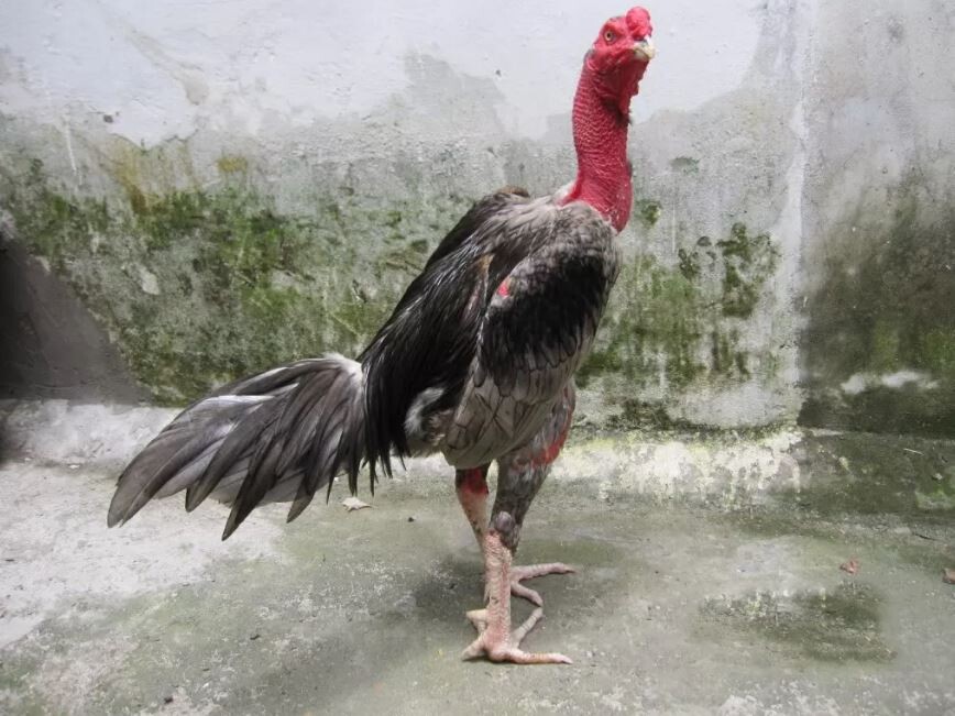 Chạng gà là gì và cách xác định chạng gà bạn nên biết 6 Dựa vào thông tin chạng gà mà bạn có thể áp dụng cách chăm sóc sao cho phù hợp