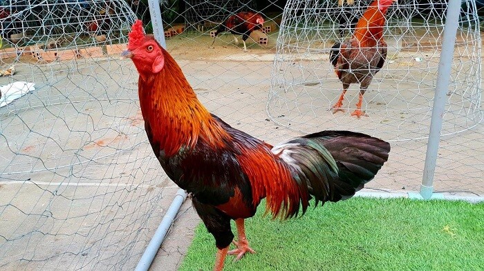 Tìm hiểu về gà mồng vua, có nên chơi hay không? 8 Gà chỉ thiên được lựa chọn nhiều nhất