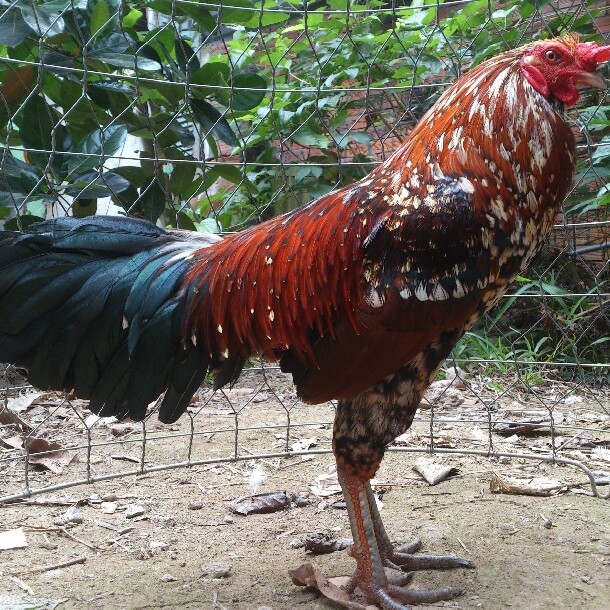 Chợ tốt gà đá Quận 8 và cách chọn chiến kê đá hay 5 Gà có tông dõi tốt sẽ tạo ra những chiến kê giỏi