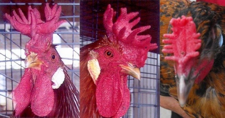 Tìm hiểu về gà mồng vua, có nên chơi hay không? 5 Gà mồng vua là gì?