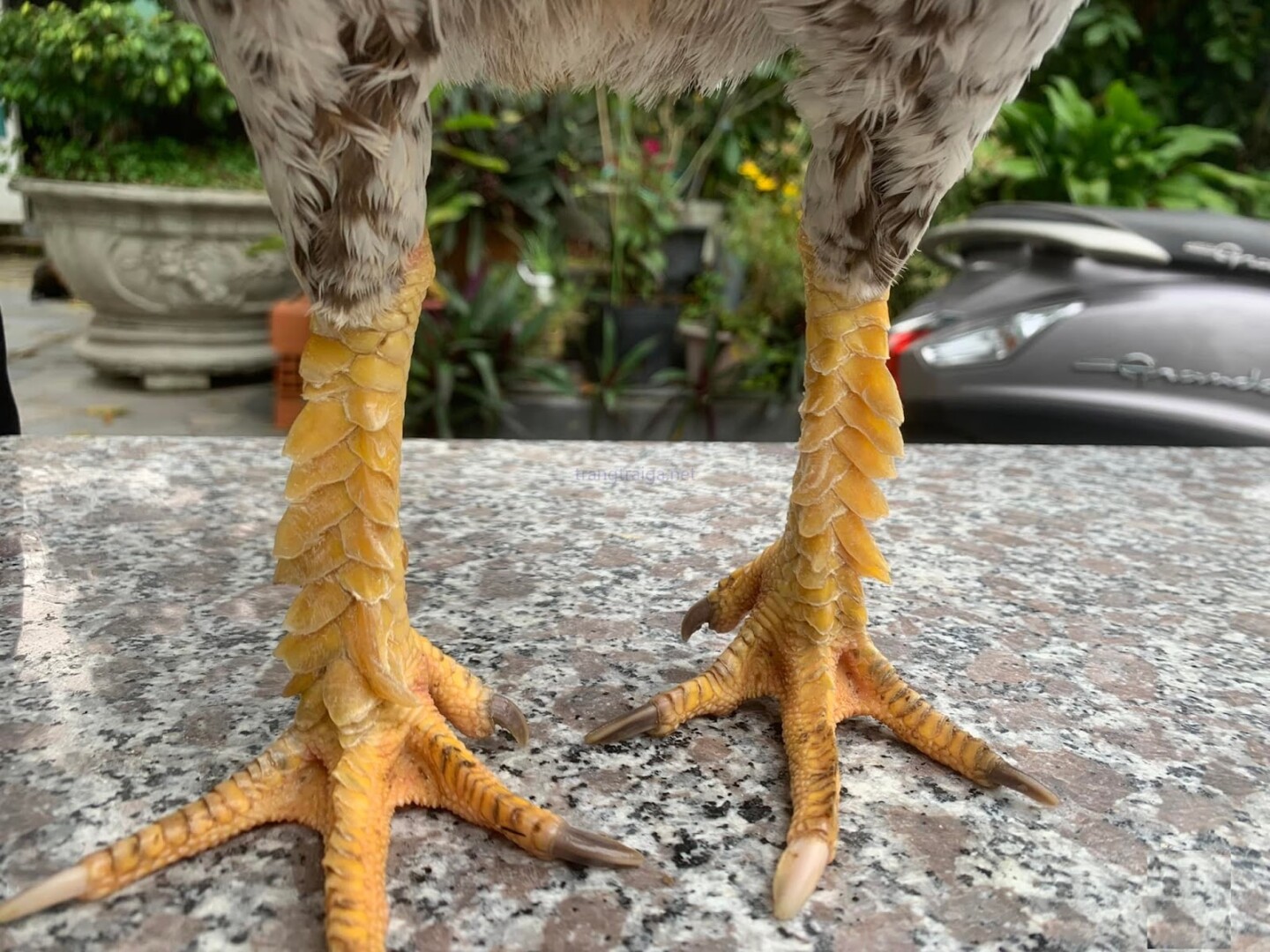 Gà chọi vảy vấn sáo là gì? Chú ý cách nuôi gà vảy vấn sao 4 Giải đáp ngay gà chọi vảy vấn sáo là gì?