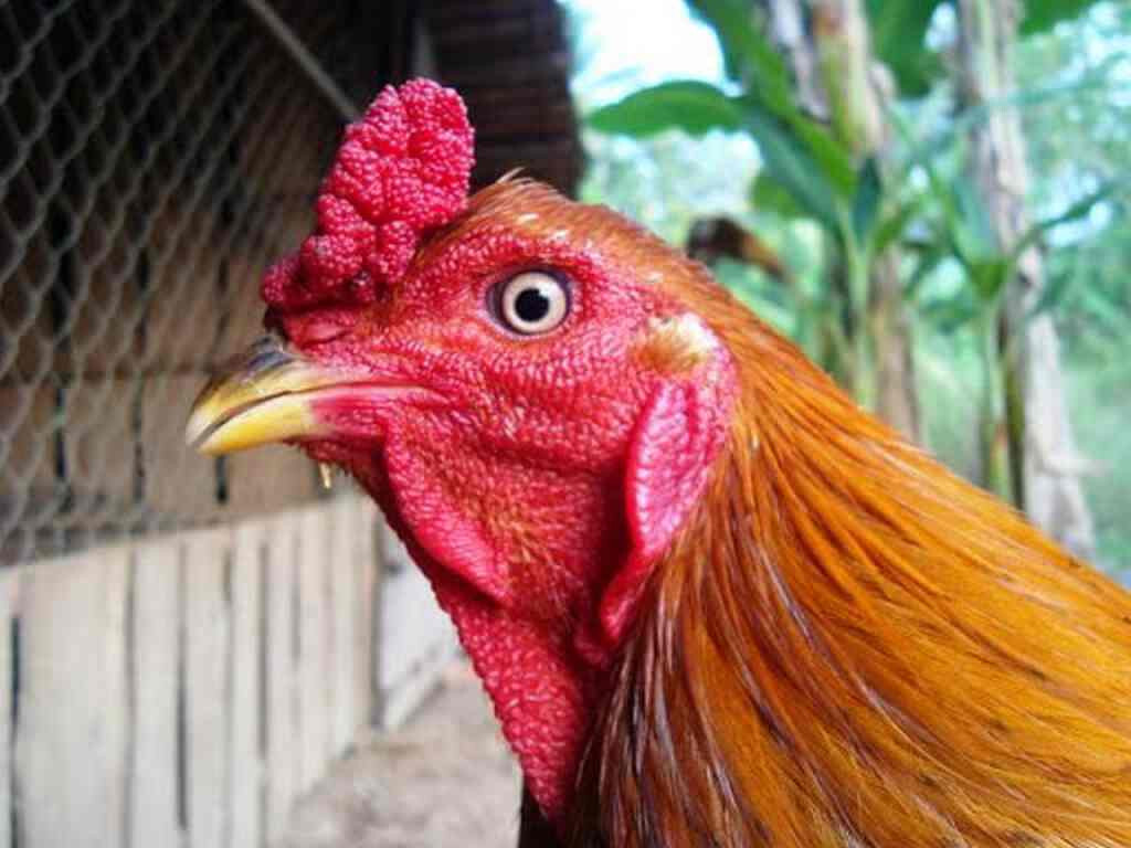 Gà linh kê thần kê - Thông tin giải mã độ quý hiếm 6 Giải mã độ quý hiếm của gà linh kê thần kê