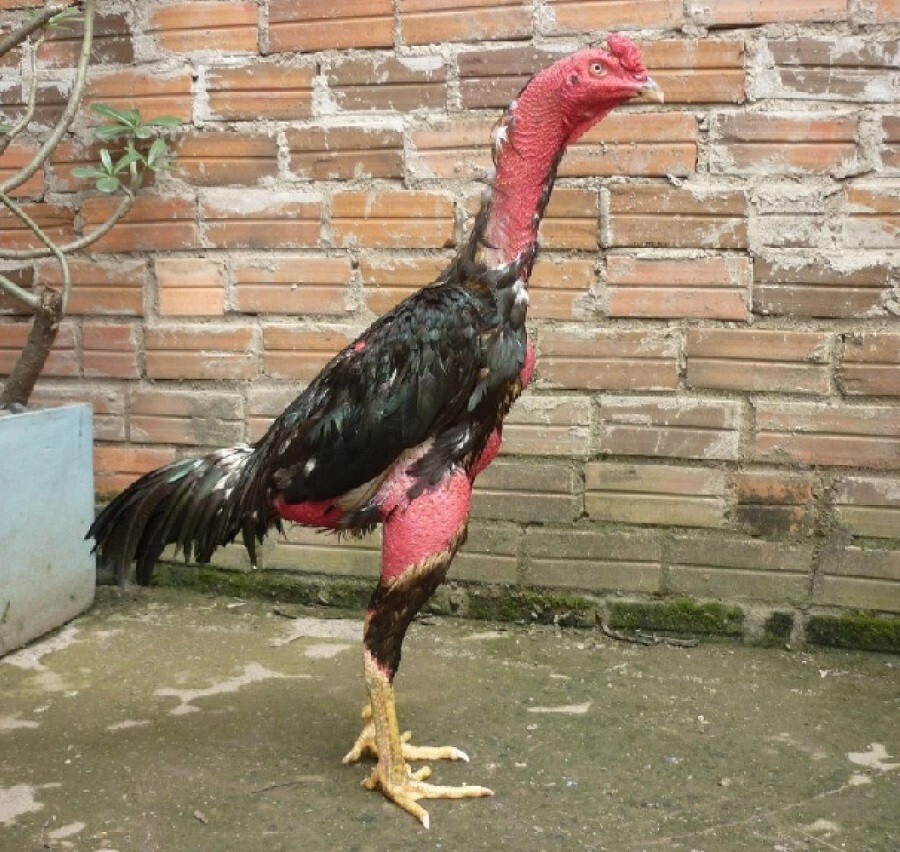 Gà chọi nòi - Tìm hiểu chi tiết về dòng gà nòi sư kê săn đón 4 Giống gà chọi nòi được nuôi tại nhiều địa phương khắp cả nước