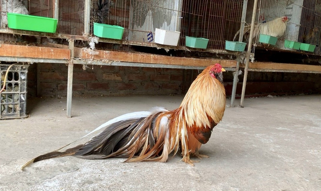 Gà tre Nhật Bản - Giống gà kiểng nhiều người yêu thích 6 Giống gà tre Nhật được nuôi làm cảnh khá phổ biến