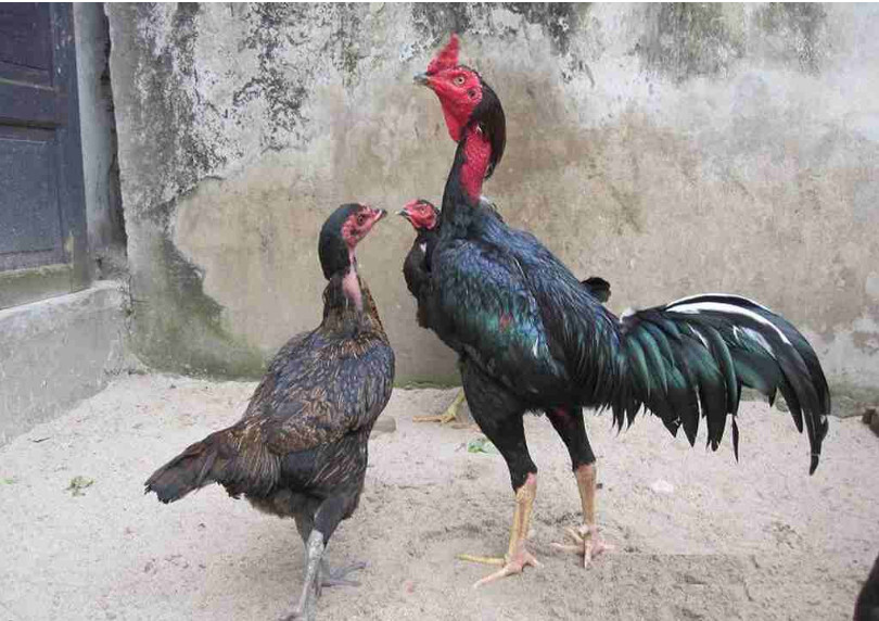 Hướng dẫn cách ghép gà trống mái đúng chuẩn mới nhất 2025 5 Hình dáng và sức khỏe