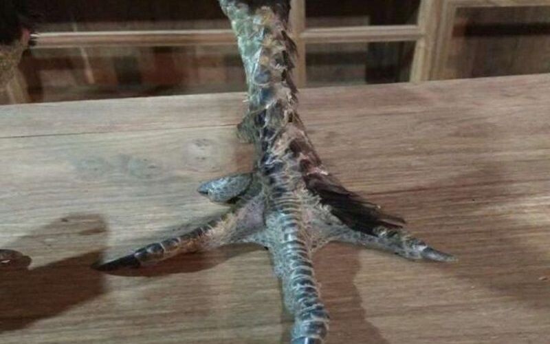 Gà chân lông vảy loạn - chiến thần của sới đá gà 8 Học ngay cách chăm sóc nuôi dưỡng gà chân lông vảy loạn