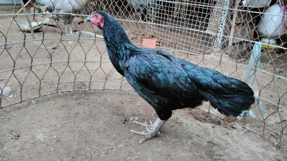 Gà ô chân trắng - Đặc điểm nổi trội của chiến kê ô chân trắng 6 Hướng dẫn chăm sóc gà ô mỏ ngà chân trắng đúng kỹ thuật?