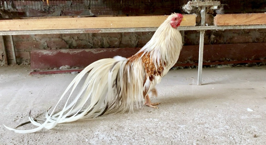 Gà tre Nhật Bản - Giống gà kiểng nhiều người yêu thích 4 Khái quát chung về đặc điểm giống gà tre Nhật Bản