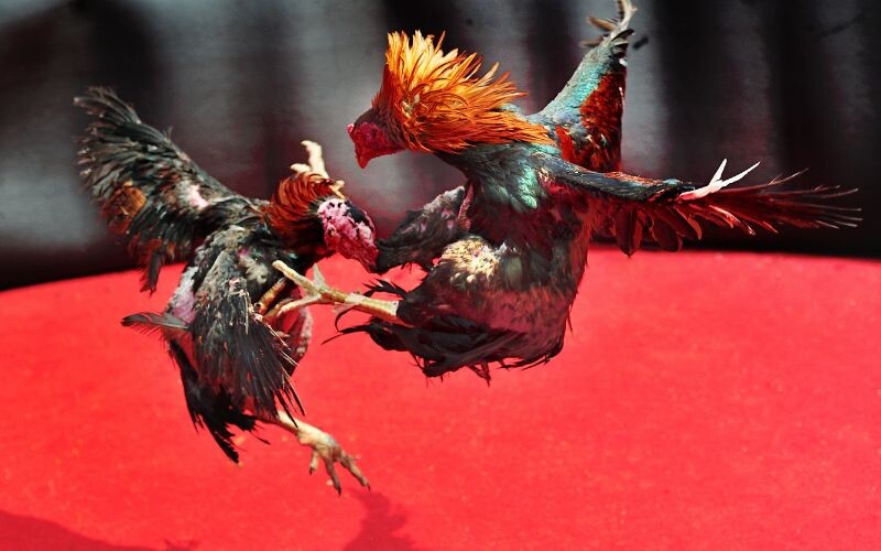 Đá gà trực tiếp C1 - Sân chơi đỉnh cao của những chiến kê 8 Không gặp bất kỳ khó khăn nào trong đặt cược và trả thưởng tại sàn đấu C1