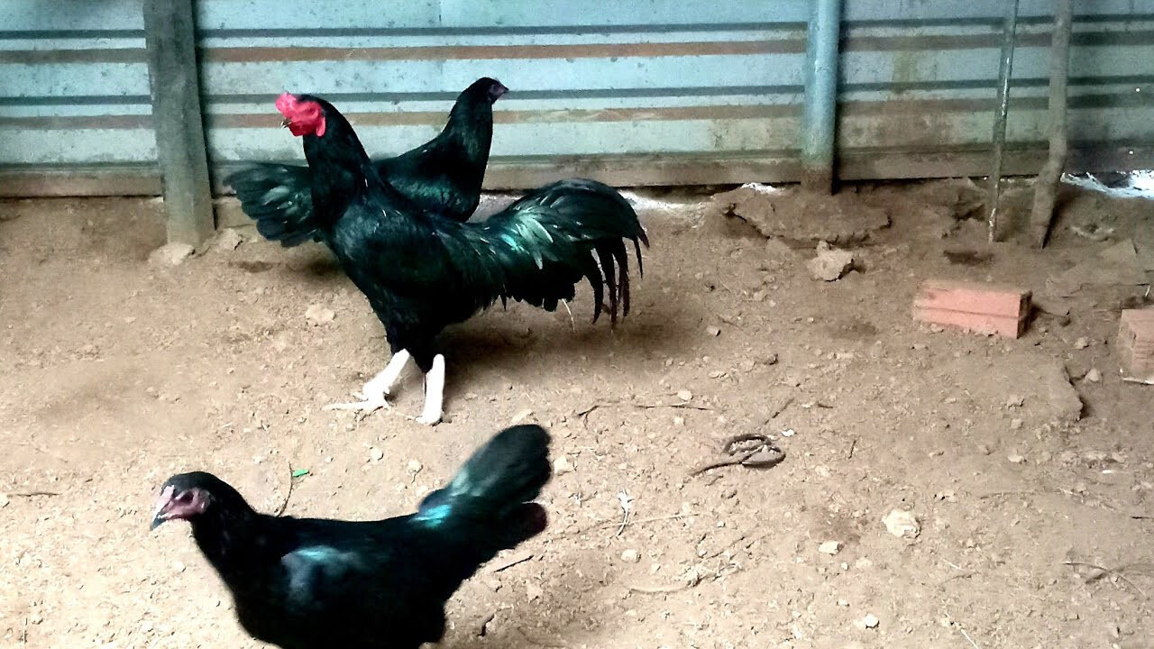 Gà ô chân trắng - Đặc điểm nổi trội của chiến kê ô chân trắng 5 Không phải tự nhiên mà giống gà ô mỏ ngà chân trắng được đánh giá cao