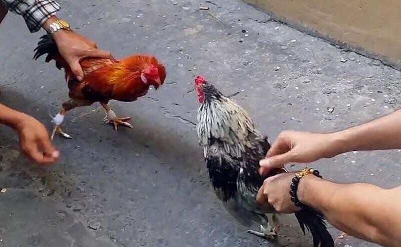 Chợ tốt gà đá Trà Vinh – địa chỉ cung cấp gà đá chất lượng 5 Kinh nghiệm nhận biết gà đá hiệu quả