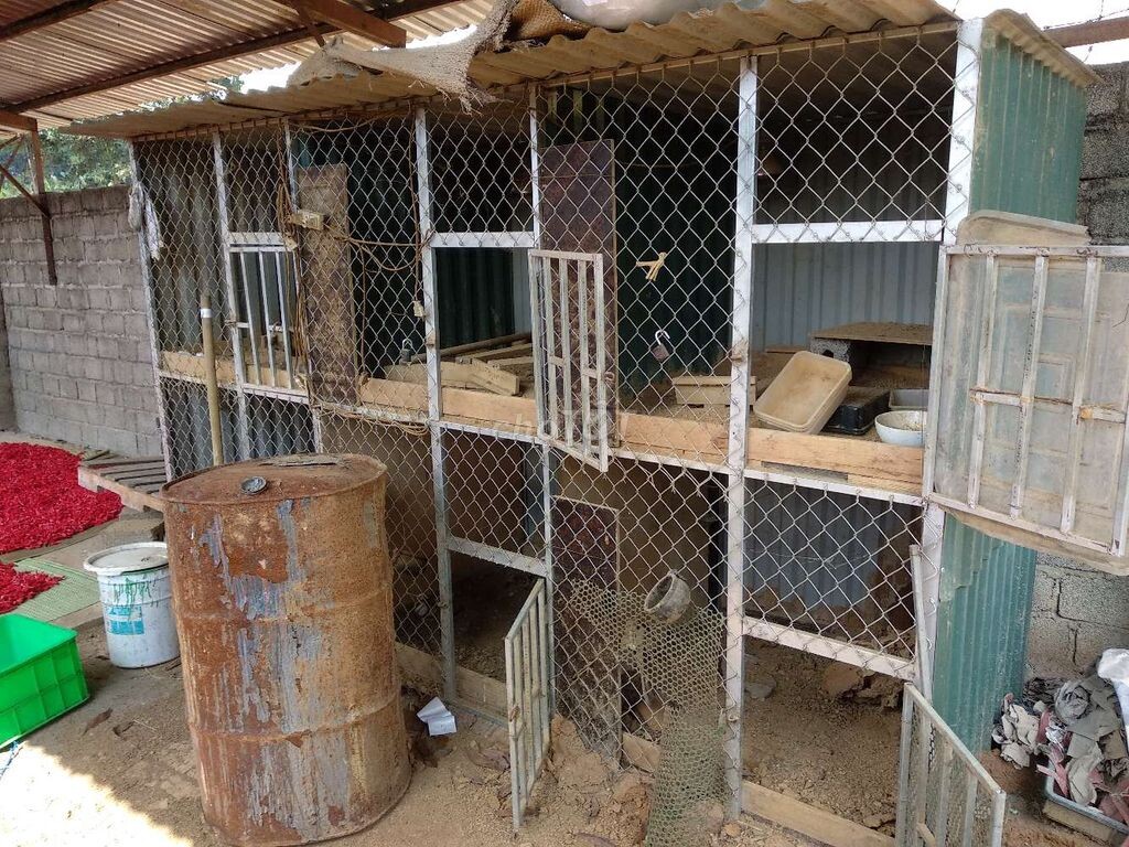 Xây dựng mô hình nuôi gà chọi hiệu quả cao 7 Làm chuồng gà thu nhỏ - Mô hình nuôi gà chọi hiệu quả