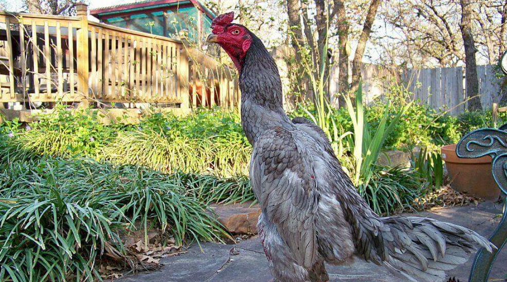 Hướng dẫn cách ghép gà trống mái đúng chuẩn mới nhất 2025 6 Lối đá của gà ghép