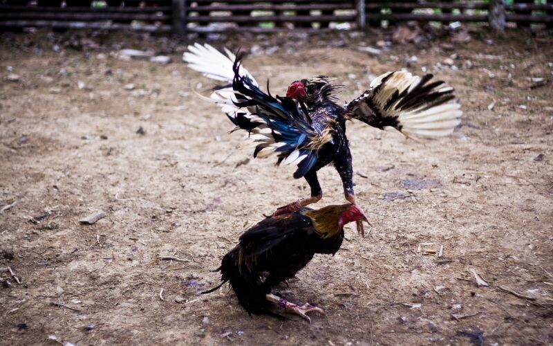 Đá gà trực tiếp C1 - Sân chơi đỉnh cao của những chiến kê 7 Luôn có bình luận viên chuyên nghiệp cho trận đấu thêm phần thú vị