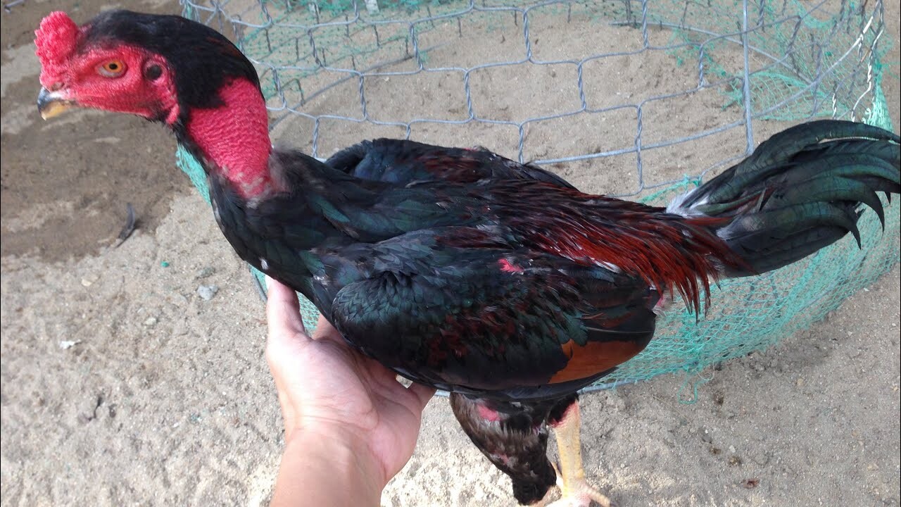 Lưu ý khi thực hiện các cách om gà chọi
