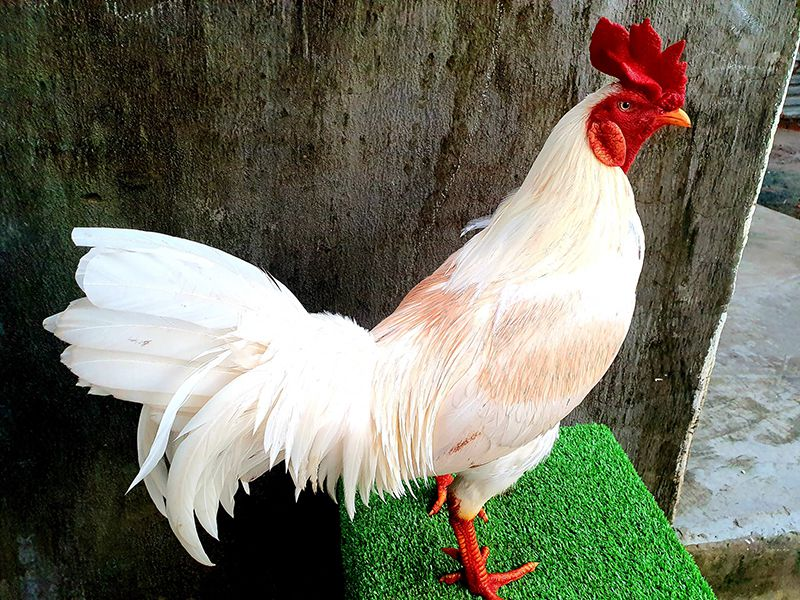 Tìm hiểu về gà mồng vua, có nên chơi hay không? 6 Mỗi giống gà có mồng vua sẽ có ưu điểm, nhược điểm khác nhau