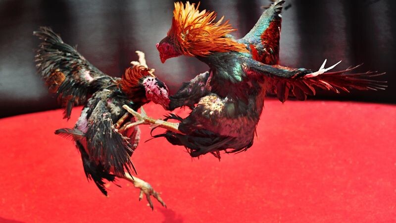 Thuốc tăng bo cho gà đá - thần dược sới đá gà 7 Một số lưu ý khi anh em dùng tăng bo cho gà ngay