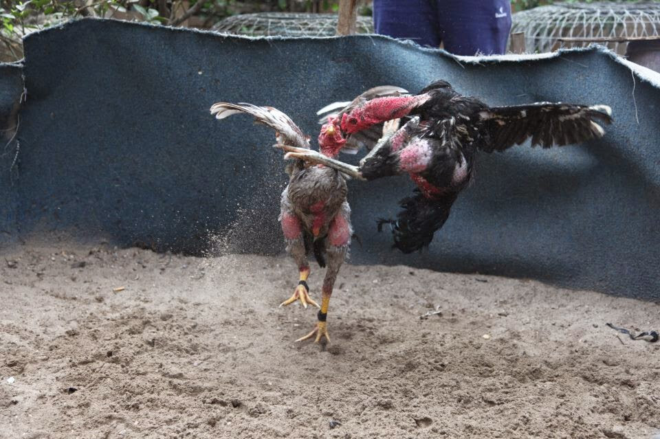 Gà chọi vảy vấn sáo là gì? Chú ý cách nuôi gà vảy vấn sao 6 Một vài lưu ý khi nuôi gà chọi vảy vấn sáo