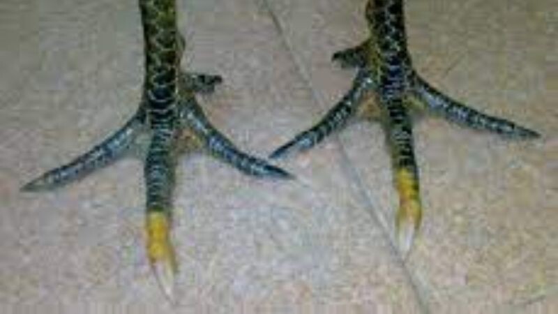 Tất tần tật thông tin về gà bạch đầu chỉ cho anh em cược thủ 7 Một vài lý do khiến loại gà này không được anh em cược thủ ưa chuộng