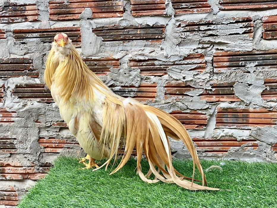 Gà tre Nhật Bản - Giống gà kiểng nhiều người yêu thích 5 Nên mua gà tre Nhật ở địa chỉ nào tại Việt Nam?