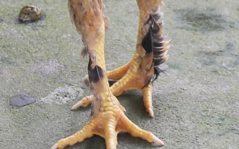 Gà chân lông vảy loạn - chiến thần của sới đá gà 7 Ngón chân đặc biệt của những chiến kê từ khi sinh ra