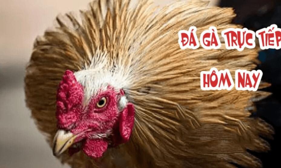 Khám phá top 5 trang web cá cược đá gà uy tín 8 Nhà cái 12BET