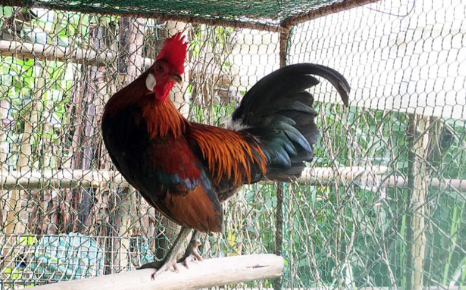 Phương pháp nuôi gà rừng lớn nhanh sư kê nên biết 8 Nuôi gà rừng như thế nào nhanh lớn, hiệu quả?