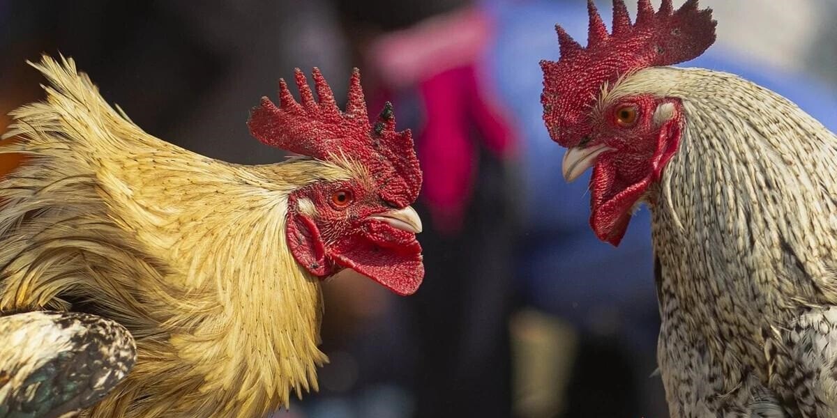 Khám phá top 5 trang web cá cược đá gà uy tín 7 S128 - Trang web cá cược đá gà bạn không nên bỏ lỡ