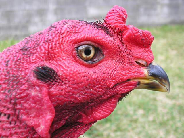 Hướng dẫn xem mắt gà chọi lì đòn chuẩn xác nhất 5 Tại sao cần phải xem mắt gà chọi lì