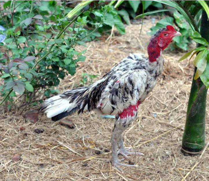 Hướng dẫn cách ghép gà trống mái đúng chuẩn mới nhất 2025 7 Thông tin về cách ghép gà trống mái đúng chuẩn