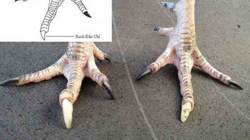 Tất tần tật thông tin về gà bạch đầu chỉ cho anh em cược thủ 6 Tìm hiểu ngay về những chú gà thuộc chiến kê bạch đầu chỉ