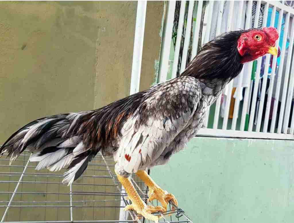 Cách chọn và nuôi gà Shamo chuẩn bạn nên biết 5 Tìm hiểu về gà Shamo