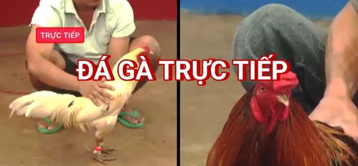 Khám phá top 5 trang web cá cược đá gà uy tín 5 Trang web cá cược đá gà SV66