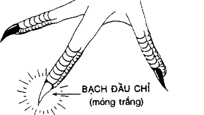 Tất tần tật thông tin về gà bạch đầu chỉ cho anh em cược thủ 8 Vài lời khuyên cho anh em có nên sử dụng loại gà này hay không