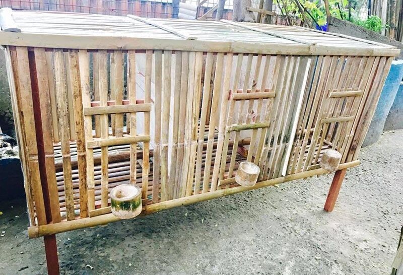 Xây dựng mô hình nuôi gà chọi hiệu quả cao 8 Xây chuồng gà bằng tre - Mô hình nuôi gà chọi thân thiện