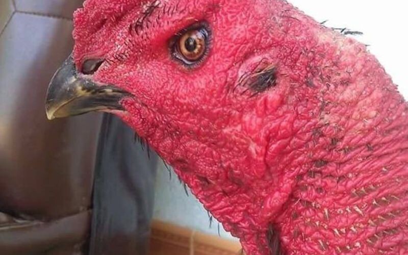 Hướng dẫn xem mắt gà chọi lì đòn chuẩn xác nhất 6 Xem mắt gà qua hình dáng mắt