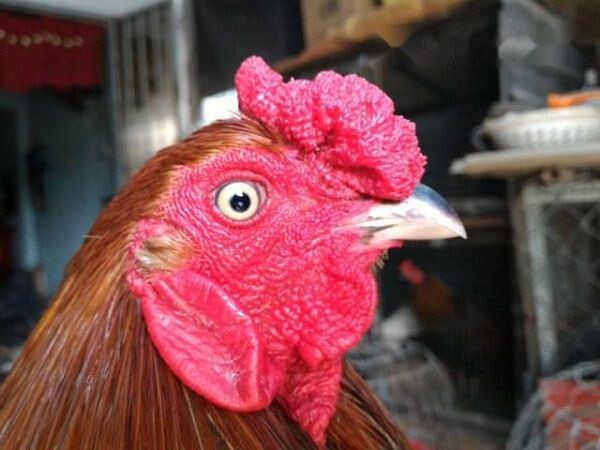 Hướng dẫn xem mắt gà chọi lì đòn chuẩn xác nhất 7 Xem mắt gà qua màu mắt