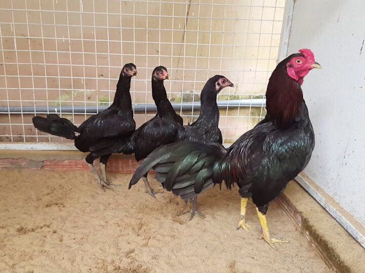 Gà Jap là gà gì? Hiện có những dòng gà Jap nổi bật nào? 6 Bạn đã biết gà Jap là gà gì hay chưa?