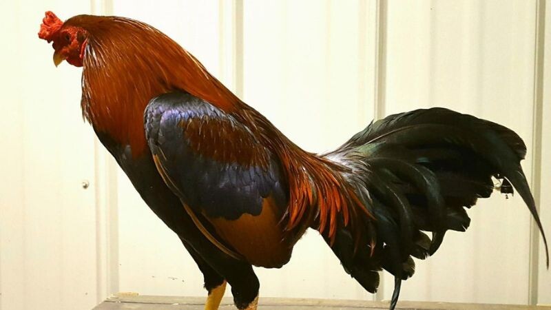 Tìm hiểu ngay về giống gà asil Mỹ - huyền thoại sới gà 6 Cân nặng của asil Mỹ không quá ấn tượng khi so với những giống gà khác