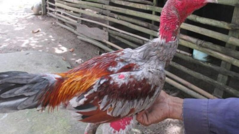 Kinh nghiệm cắt tỉa lông gà đá hàng đầu của SV66 8 Cắt lông đùi để có thể sở hữu đôi chân linh hoạt nhất cho gà đá