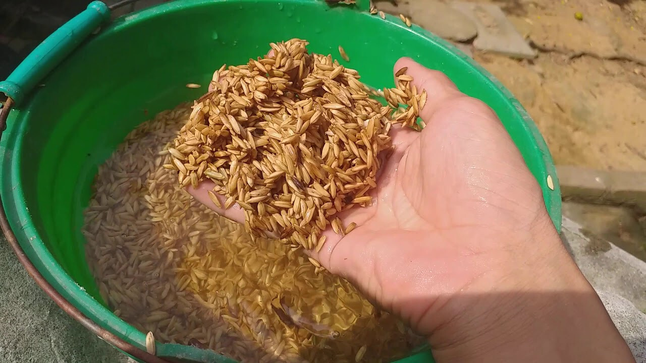 Cách chăm sóc gà chọi trước khi đá chuẩn nhất cho sư kê 6 Chế độ ăn của gà chọi trước khi đá như thế nào?