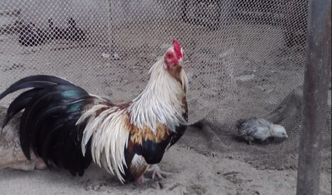 Bí quyết nuôi gà tre đá mau lớn, bách chiến bách thắng 6 Chế độ dinh dưỡng khoa học - Bí quyết nuôi gà tre thông minh