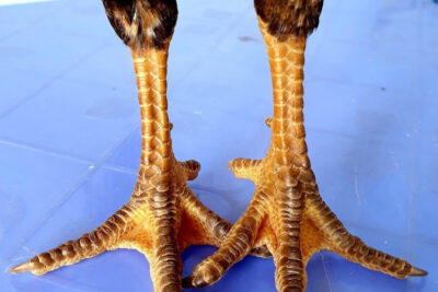 Danh sách những vảy gà quý hiếm nhất hiện nay của gà chọi