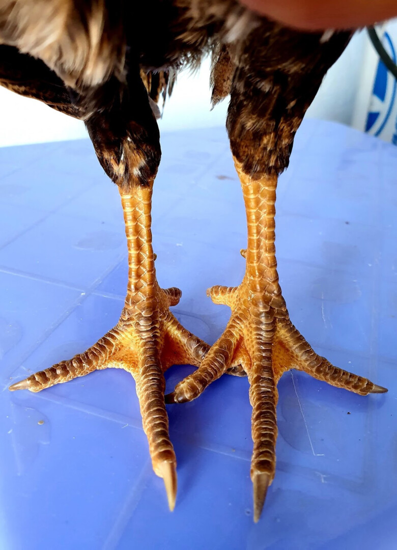 Danh sách những vảy gà quý hiếm nhất hiện nay của gà chọi 8 Chiến kê có vảy quý hiếm có phải là chiến kê đá hay?