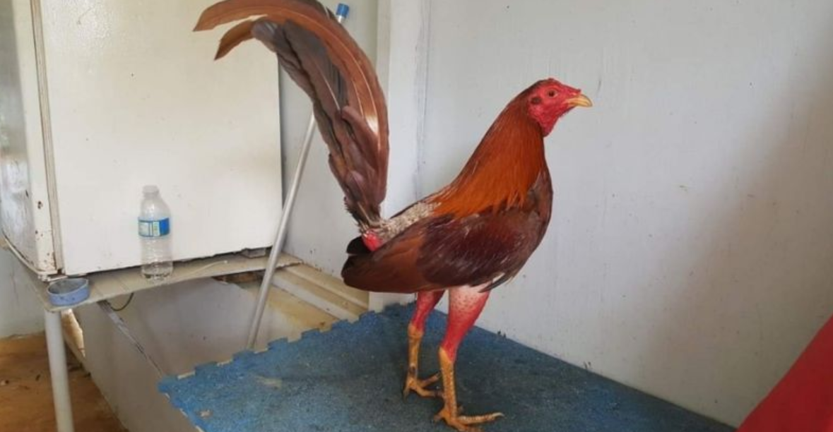 Gà Cuban - chiến thần sới chọi đầy hấp dẫn 7 Chiến kê Cuban sở hữu cho mình đôi chân vô cùng cao