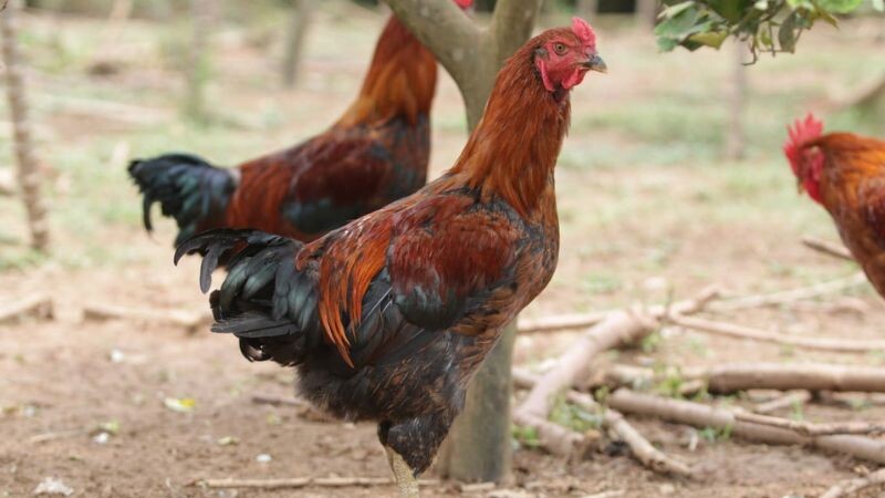 Gà lai chọi - liệu có phải là chiến kê sới đá gà 7 Chúng thường có cho mình sức sống vô cùng bền bỉ