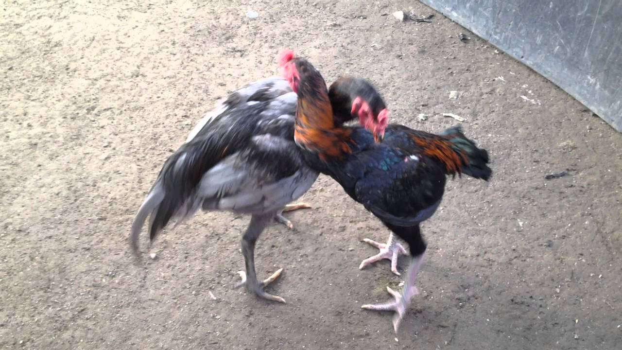 Gà chọi đá mé, đòn dọc là gì? Cách nhận biết dễ dàng 6 Có nên nuôi gà chọi đá mé, đòn dọc hay không?