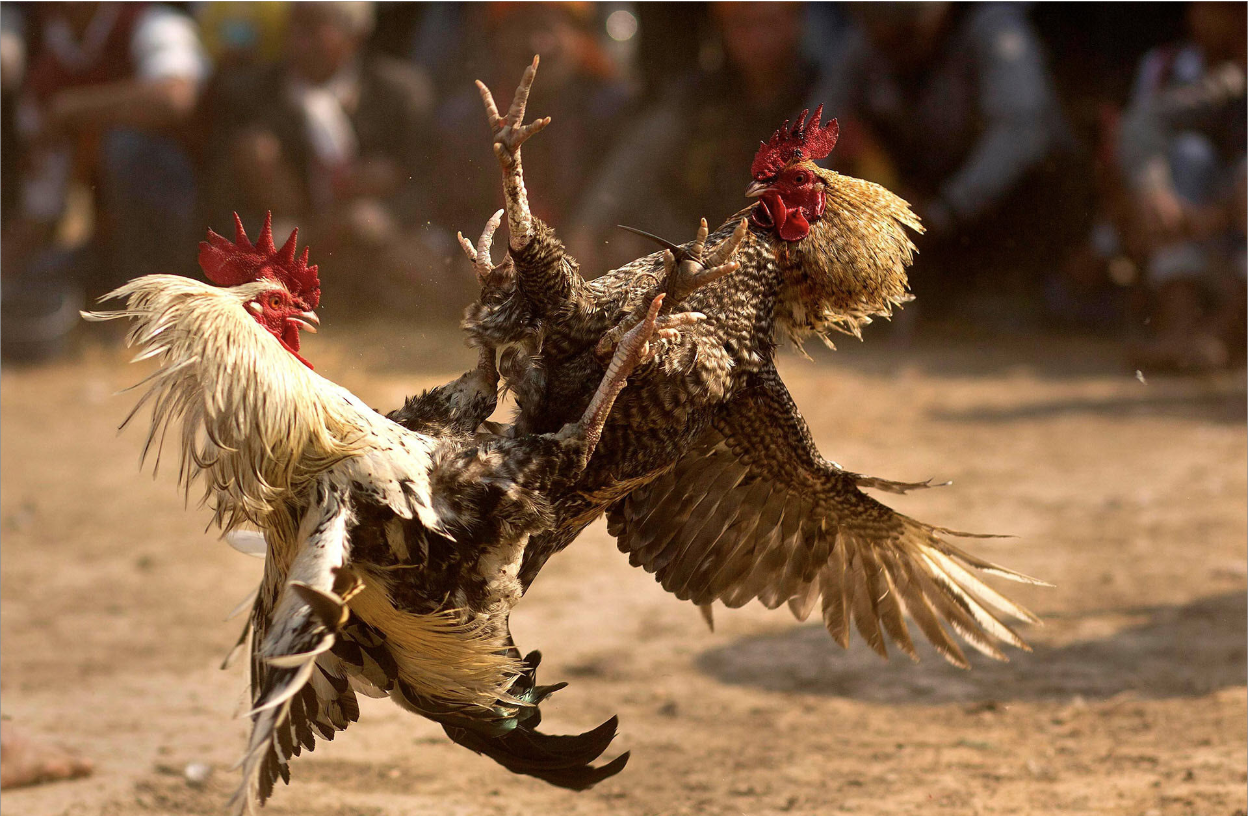 Vảy xuyên đao là gì? Gà có vảy xuyên đao đá có hay không? 8 Có phải tất cả gà có vảy xuyên đao đều chất lượng