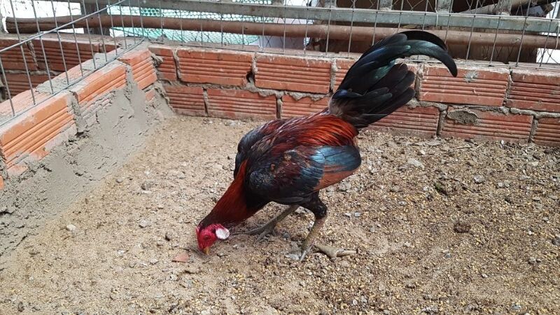 Tìm hiểu ngay về giống gà asil Mỹ - huyền thoại sới gà 7 Cựa gà asil là một trong những ưu điểm nổi trội của giống gà này