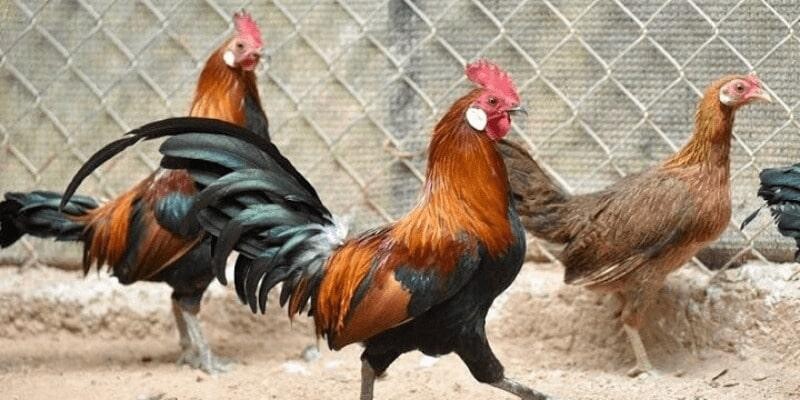 Gà rừng Saipan và những thông tin bạn cần biết 5 Đặc điểm nhận dạng gà rừng Saipan